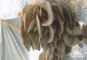 Выпускаем и реализуем качественный мицелий, грибы вешенки и шиитаке - <ro>Изображение</ro><ru>Изображение</ru> #6, <ru>Объявление</ru> #654040