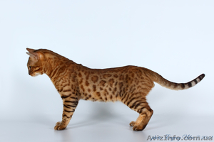 Бенгальский мини леопард, бенгальские котята - <ro>Изображение</ro><ru>Изображение</ru> #5, <ru>Объявление</ru> #631260