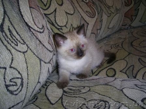 Приглашаем на вязку. Cиамский (тайский) кот. - <ro>Изображение</ro><ru>Изображение</ru> #3, <ru>Объявление</ru> #717595
