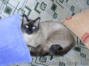 Приглашаем на вязку. Cиамский (тайский) кот. - <ro>Изображение</ro><ru>Изображение</ru> #1, <ru>Объявление</ru> #717595