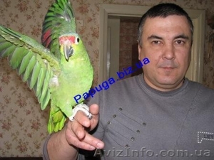 Элитные попугаи из питомника«Г.Р.А.Ф.». - <ro>Изображение</ro><ru>Изображение</ru> #5, <ru>Объявление</ru> #708802