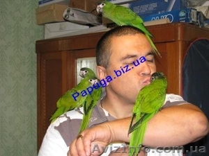 Элитные попугаи из питомника«Г.Р.А.Ф.». - <ro>Изображение</ro><ru>Изображение</ru> #8, <ru>Объявление</ru> #708802