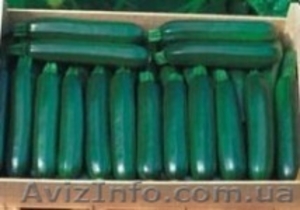 Профессиональные семена овощей всех компаний