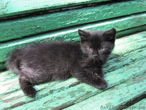 Черный кот-хулиган без хозяина - <ro>Изображение</ro><ru>Изображение</ru> #1, <ru>Объявление</ru> #745075