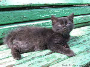 Черный кот-хулиган без хозяина - <ro>Изображение</ro><ru>Изображение</ru> #2, <ru>Объявление</ru> #745075
