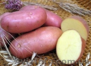 Срочно продам картофель, урожай 2012 года, сорт Белароса (сертифицированный) - <ro>Изображение</ro><ru>Изображение</ru> #2, <ru>Объявление</ru> #741168