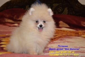 Померанский шпиц щенки Vip-Classa!