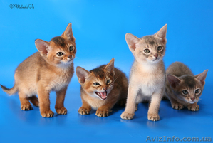 красавцы абиссинчики