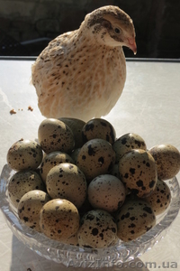 Инкубационные перепелиные яйца мясных и яичной породы - <ro>Изображение</ro><ru>Изображение</ru> #1, <ru>Объявление</ru> #756902