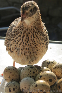 Инкубационные перепелиные яйца мясных и яичной породы - <ro>Изображение</ro><ru>Изображение</ru> #2, <ru>Объявление</ru> #756902