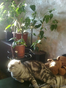 шотландского мраморного кота - <ro>Изображение</ro><ru>Изображение</ru> #1, <ru>Объявление</ru> #791122