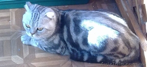 шотландского мраморного кота - <ro>Изображение</ro><ru>Изображение</ru> #2, <ru>Объявление</ru> #791122