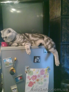 шотландского мраморного кота - <ro>Изображение</ro><ru>Изображение</ru> #3, <ru>Объявление</ru> #791122