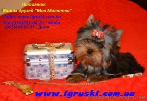 Элитные щеночки йоркширского терьера шоу-класса.