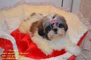 Кукольные мини щеночки ши-тцу!