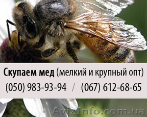 Куплю мед (пчелы) крупным и мелким оптом в Харькове - <ro>Изображение</ro><ru>Изображение</ru> #1, <ru>Объявление</ru> #829945