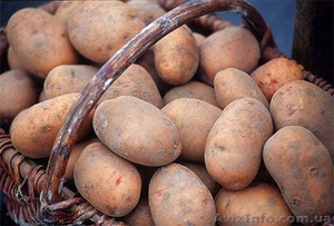 продам хороший картофель - <ro>Изображение</ro><ru>Изображение</ru> #1, <ru>Объявление</ru> #847179
