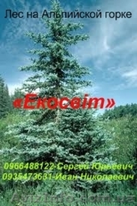 Лес на Альпийской горке - <ro>Изображение</ro><ru>Изображение</ru> #1, <ru>Объявление</ru> #837695