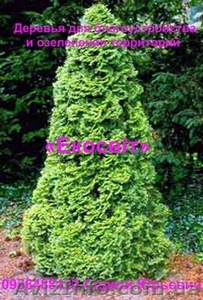 Деревья для благоустройства и озеленения территорий - <ro>Изображение</ro><ru>Изображение</ru> #1, <ru>Объявление</ru> #837683