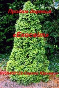 Продам различніе деревья - <ro>Изображение</ro><ru>Изображение</ru> #1, <ru>Объявление</ru> #837684