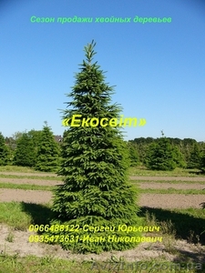 Сезон продажи хвойных деревьев - <ro>Изображение</ro><ru>Изображение</ru> #1, <ru>Объявление</ru> #837686