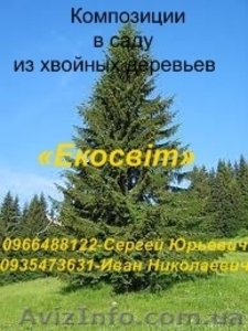 Композиции в саду из хвойных деревьев - <ro>Изображение</ro><ru>Изображение</ru> #1, <ru>Объявление</ru> #837692