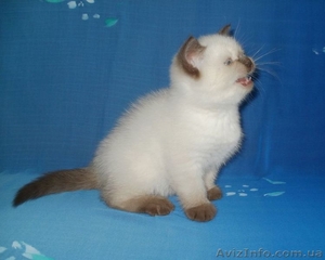 Шотландские котята гималайского окраса, сил-пойнт и чоклит-пойнт. - <ro>Изображение</ro><ru>Изображение</ru> #3, <ru>Объявление</ru> #839477