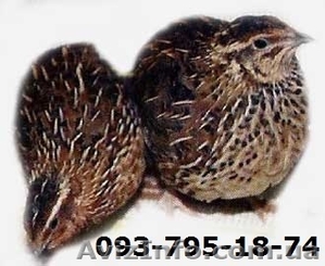 Перепела- Донецк