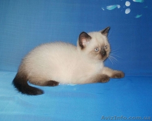 Шотландские котята гималайского окраса, сил-пойнт и чоклит-пойнт. - <ro>Изображение</ro><ru>Изображение</ru> #2, <ru>Объявление</ru> #839477