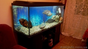 продам свой большой аквариум - <ro>Изображение</ro><ru>Изображение</ru> #1, <ru>Объявление</ru> #854703