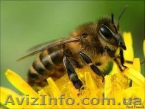 Пчелопакеты, пчелосемьи, перга (чищенная) - <ro>Изображение</ro><ru>Изображение</ru> #1, <ru>Объявление</ru> #854153
