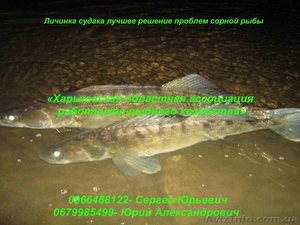 Личинка судака лучшее решение проблем сорной рыбы - <ro>Изображение</ro><ru>Изображение</ru> #1, <ru>Объявление</ru> #867263