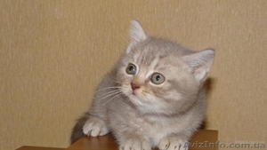 Шотладские тикированные котята - <ro>Изображение</ro><ru>Изображение</ru> #4, <ru>Объявление</ru> #876662