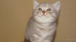 Шотладские тикированные котята - <ro>Изображение</ro><ru>Изображение</ru> #5, <ru>Объявление</ru> #876662