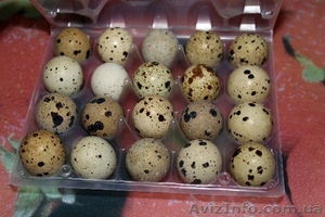 Инкубационное яйцо перепела Техасский белый бройлер - <ro>Изображение</ro><ru>Изображение</ru> #1, <ru>Объявление</ru> #882446