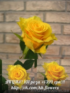 ШОК! Акция!!! Доставка цветов Букет из 101 розы всего 1399 грн - <ro>Изображение</ro><ru>Изображение</ru> #2, <ru>Объявление</ru> #880680