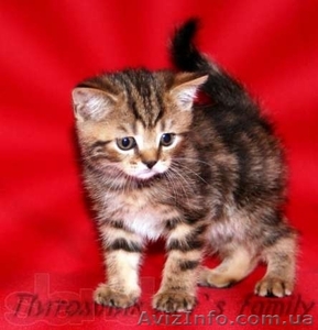 Продам шотландских вислоухих котят экзотической окраски - <ro>Изображение</ro><ru>Изображение</ru> #3, <ru>Объявление</ru> #877249