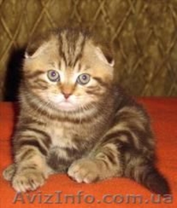 Продам шотландских вислоухих котят экзотической окраски - <ro>Изображение</ro><ru>Изображение</ru> #1, <ru>Объявление</ru> #877249