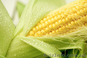 Семена кукурузы c доставкой - <ro>Изображение</ro><ru>Изображение</ru> #1, <ru>Объявление</ru> #880211