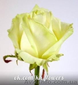 ШОК! Акция!!! Доставка цветов Букет из 101 розы всего 1399 грн - <ro>Изображение</ro><ru>Изображение</ru> #4, <ru>Объявление</ru> #880680
