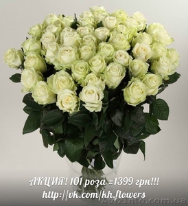 ШОК! Акция!!! Доставка цветов Букет из 101 розы всего 1399 грн - <ro>Изображение</ro><ru>Изображение</ru> #5, <ru>Объявление</ru> #880680