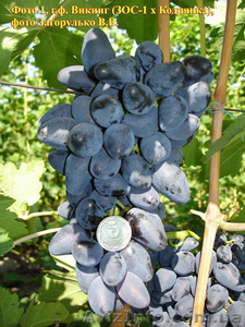 Продам саженцы винограда более 80 сортов! - <ro>Изображение</ro><ru>Изображение</ru> #1, <ru>Объявление</ru> #889009