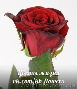 ШОК! Акция!!! Доставка цветов Букет из 101 розы всего 1399 грн - <ro>Изображение</ro><ru>Изображение</ru> #8, <ru>Объявление</ru> #880680