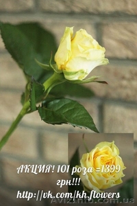 ШОК! Акция!!! Доставка цветов Букет из 101 розы всего 1399 грн - <ro>Изображение</ro><ru>Изображение</ru> #9, <ru>Объявление</ru> #880680