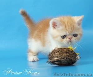 Экзотический короткошерстный котик