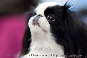 Японские хины - аристократы Востока 