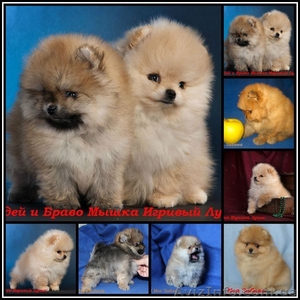 щенки померанского шпица , , медвежата, , .Доставка по Украине