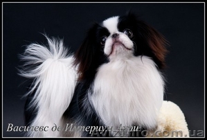 Японский хин ,  родословная КСУ-FCI 