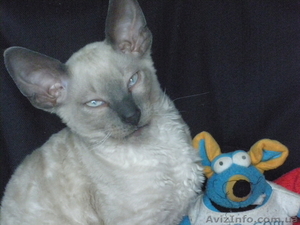кудрявый котенок корниш-рекс с голубыми глазами - <ro>Изображение</ro><ru>Изображение</ru> #2, <ru>Объявление</ru> #905481