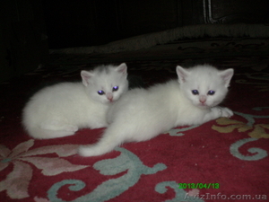 Белые британские котята - <ro>Изображение</ro><ru>Изображение</ru> #1, <ru>Объявление</ru> #896834